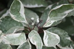 Cornus Alba 'Elegantissima' 6 Cornus Alba 'Elegantissima' -Plants Shop pl0000000959 card3 lg