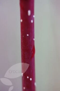 Cornus Alba 'Elegantissima' 7 Cornus Alba 'Elegantissima' -Plants Shop pl0000000959 card4 lg