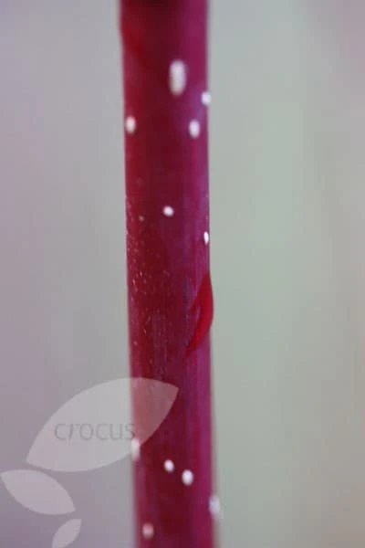 Cornus Alba 'Elegantissima' 4 Cornus Alba 'Elegantissima' - Image 4