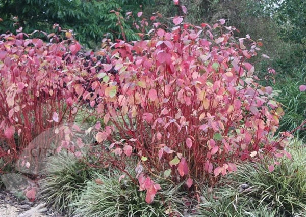 Cornus Alba 'Sibirica' 2 Cornus Alba 'Sibirica' - Image 2