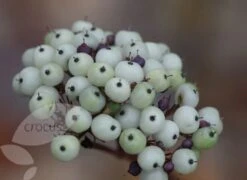 Cornus Alba 'Sibirica' 7 Cornus Alba 'Sibirica' -Plants Shop pl0000000963 card4 lg