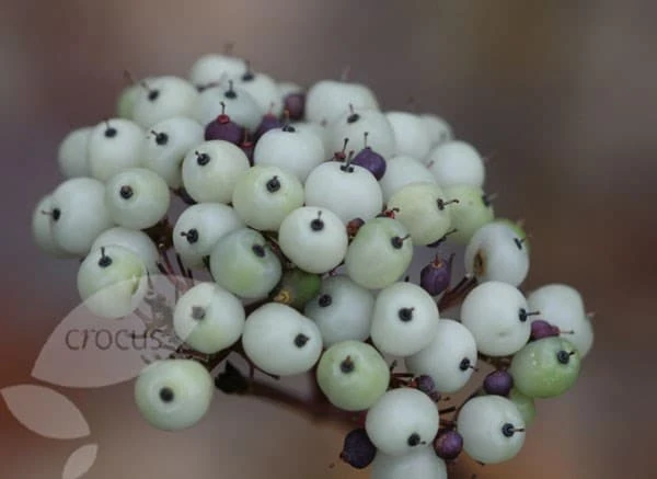 Cornus Alba 'Sibirica' 4 Cornus Alba 'Sibirica' - Image 4