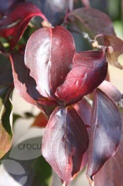 Cornus Kousa Var. Chinensis -Plants Shop pl0000000978 card4 lg