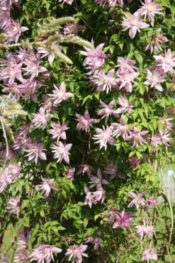 Clematis 'Markham's Pink' 6 Clematis 'Markham's Pink' -Plants Shop pl0000000987 card3 lg