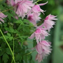 Clematis 'Markham's Pink' 7 Clematis 'Markham's Pink' -Plants Shop pl0000000987 card4 lg