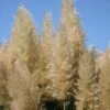 Cortaderia Selloana 'Pumila'