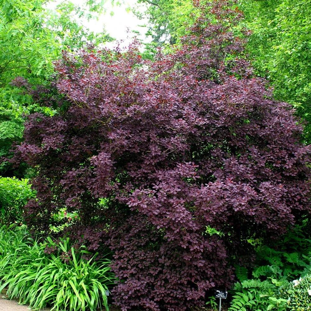 Cotinus Coggygria 'Royal Purple' 2 Cotinus Coggygria 'Royal Purple' - Image 2