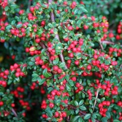 Cotoneaster Horizontalis