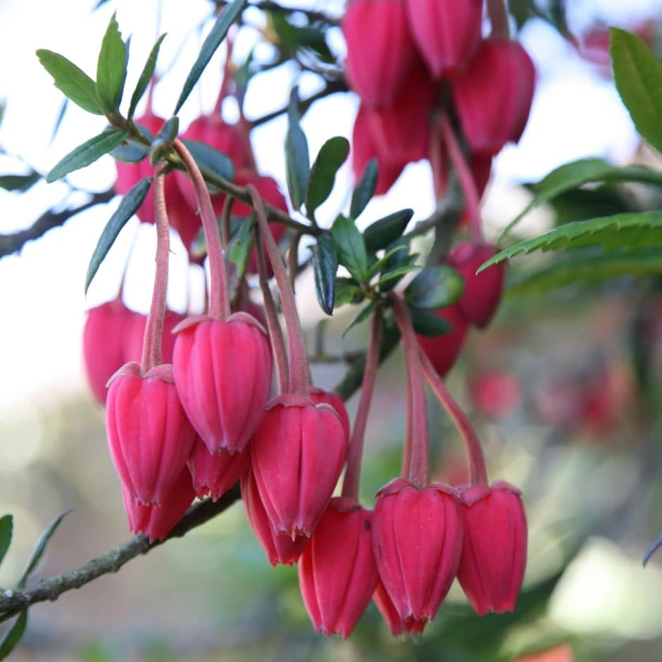 Crinodendron Hookerianum 1 Crinodendron Hookerianum