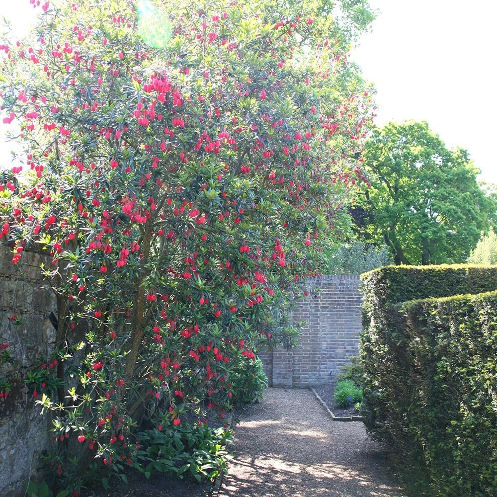 Crinodendron Hookerianum 2 Crinodendron Hookerianum - Image 2