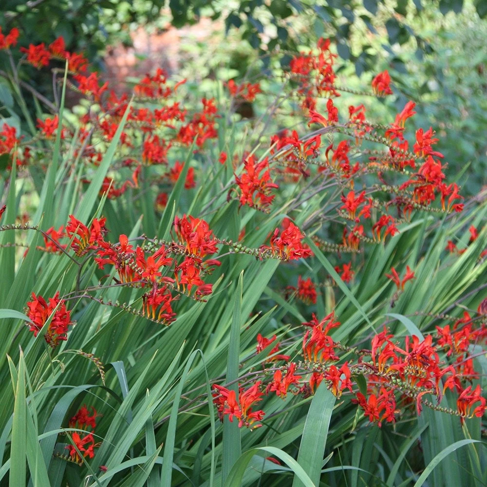 Crocosmia 'Lucifer' 2 Crocosmia 'Lucifer' - Image 2