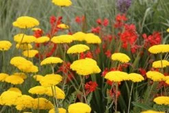 Crocosmia 'Lucifer' 9 Crocosmia 'Lucifer' -Plants Shop pl0000001055 card3 lg