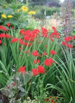 Crocosmia 'Lucifer' 11 Crocosmia 'Lucifer' -Plants Shop pl0000001055 card5 lg