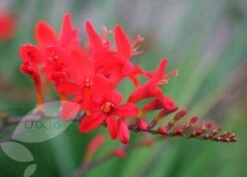 Crocosmia 'Lucifer' 12 Crocosmia 'Lucifer' -Plants Shop pl0000001055 card6 lg
