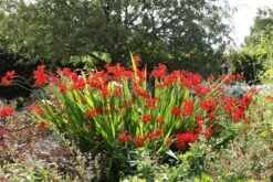 Crocosmia 'Lucifer' 13 Crocosmia 'Lucifer' -Plants Shop pl0000001055 card7 lg