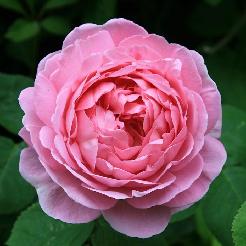 Rosa 'Constance Spry' 1 Rosa 'Constance Spry'