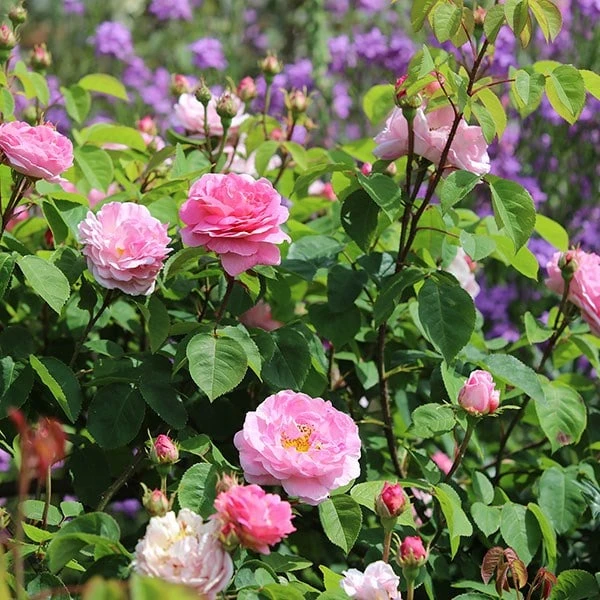 Rosa 'Constance Spry' 2 Rosa 'Constance Spry' - Image 2