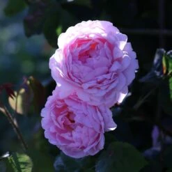 Rosa 'Constance Spry' 9 Rosa 'Constance Spry' -Plants Shop pl0000001115 card3 lg