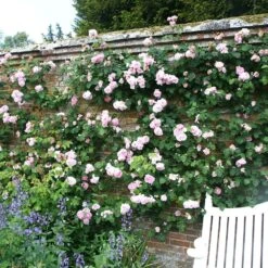 Rosa 'Constance Spry' 10 Rosa 'Constance Spry' -Plants Shop pl0000001115 card4 lg