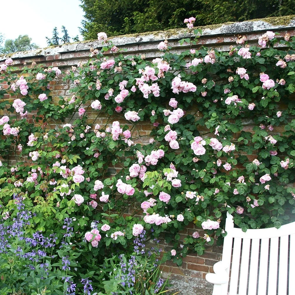 Rosa 'Constance Spry' 4 Rosa 'Constance Spry' - Image 4