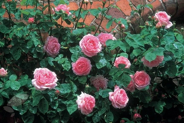 Rosa 'Constance Spry' 7 Rosa 'Constance Spry' - Image 7