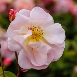 Rosa 'Cornelia' -Plants Shop pl0000001138 card4 lg