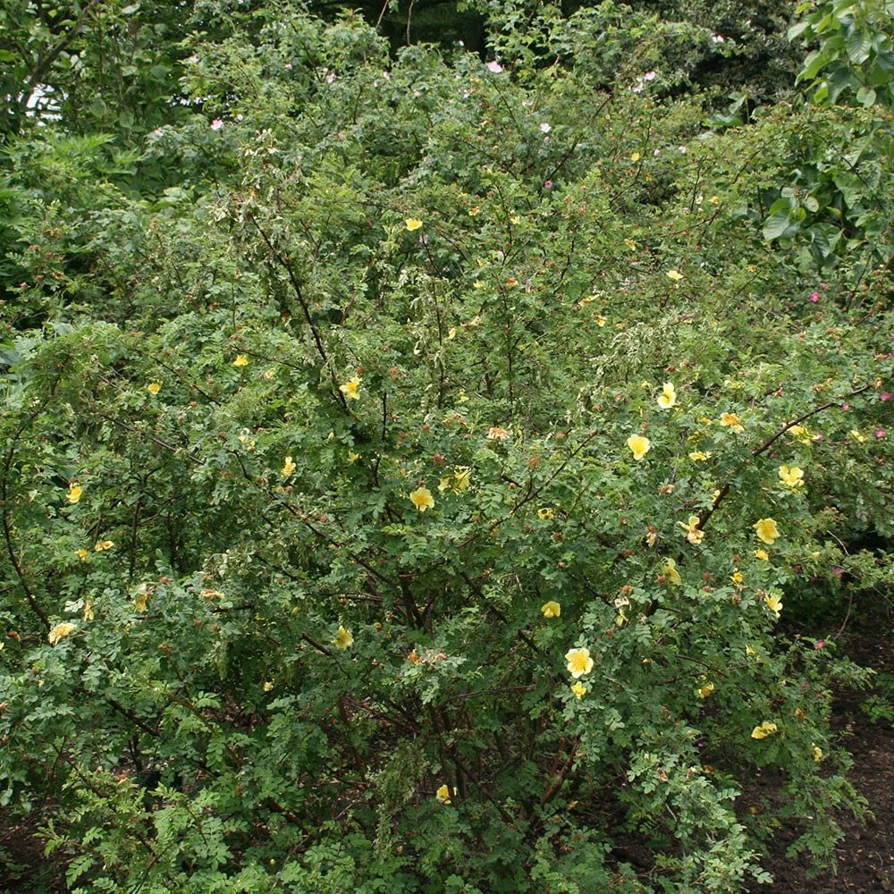 Rosa Xanthina 'Canary Bird' 2 Rosa Xanthina 'Canary Bird' - Image 2