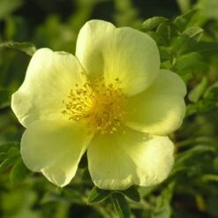 Rosa Xanthina 'Canary Bird' 5 Rosa Xanthina 'Canary Bird' -Plants Shop pl0000001158 card3 lg