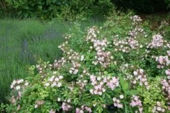 Rosa 'Ballerina' 7 Rosa 'Ballerina' -Plants Shop pl0000001159 card3 lg