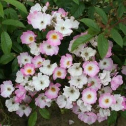 Rosa 'Ballerina' 8 Rosa 'Ballerina' -Plants Shop pl0000001159 card4 lg