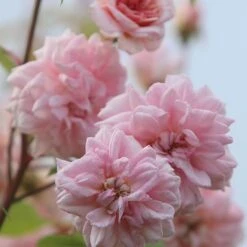 Rosa 'Climbing Cécile Brünner' -Plants Shop pl0000001169 card5 lg