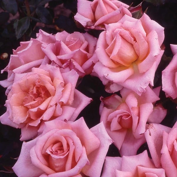 Rosa 'Compassion' 2 Rosa 'Compassion' - Image 2