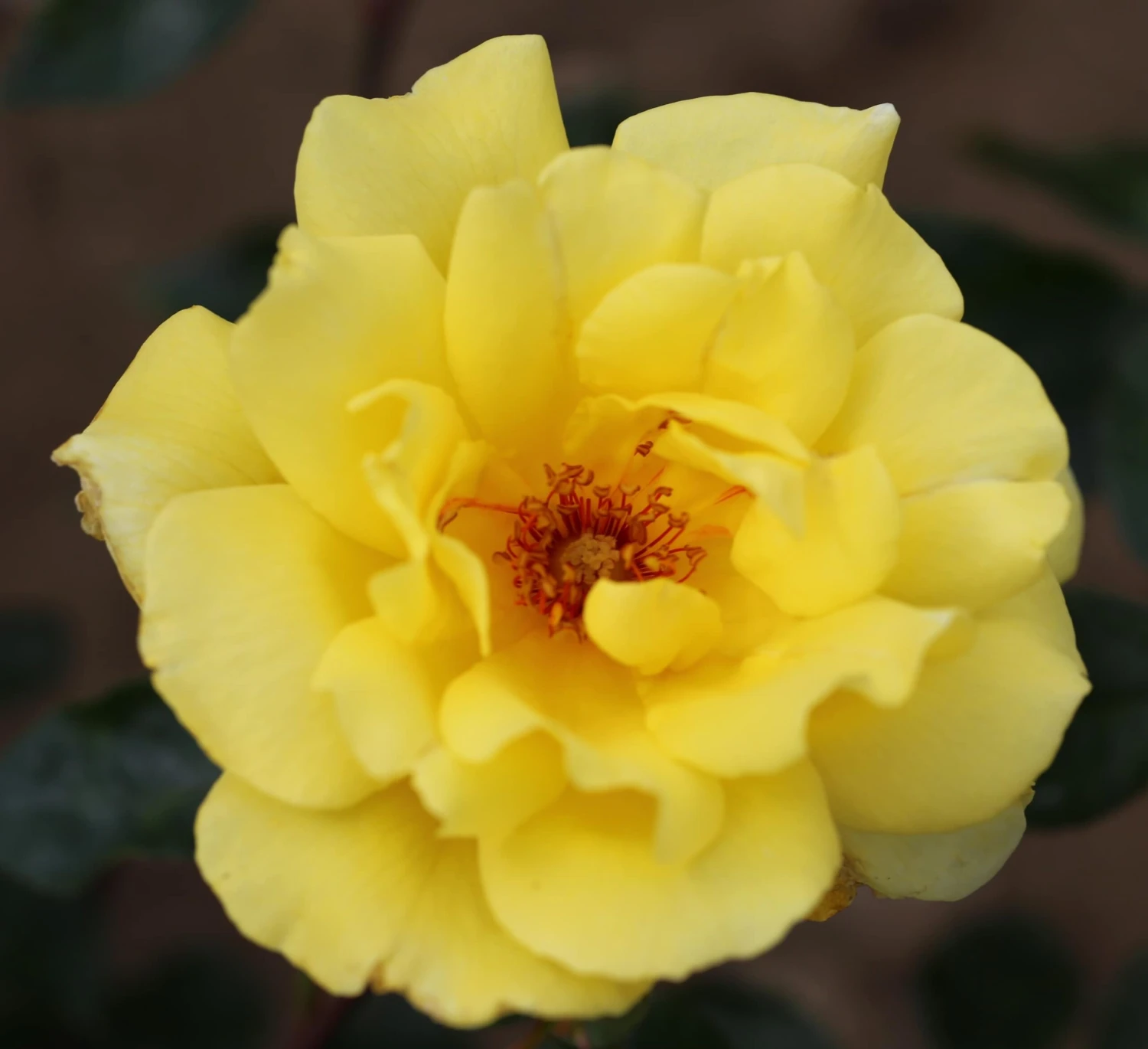 Rosa 'Golden Showers' 2 Rosa 'Golden Showers' - Image 2