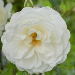 Rosa 'Climbing Iceberg' 5 Rosa 'Climbing Iceberg' -Plants Shop pl0000001181 card3 lg