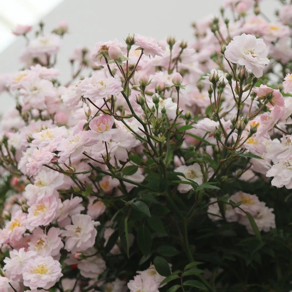 Rosa Little Rambler ('Chewramb') (PBR) 2 Rosa Little Rambler ('Chewramb') (PBR) - Image 2