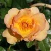 Rosa 'Maigold'