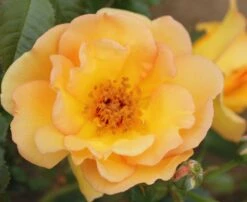 Rosa 'Maigold' 6 Rosa 'Maigold' -Plants Shop pl0000001184 card4 lg