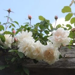 Rosa 'Madame Alfred Carrière' 7 Rosa 'Madame Alfred Carrière' -Plants Shop pl0000001186 card3 lg