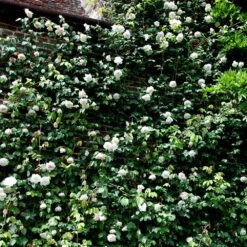 Rosa 'Madame Alfred Carrière' 9 Rosa 'Madame Alfred Carrière' -Plants Shop pl0000001186 card5 lg