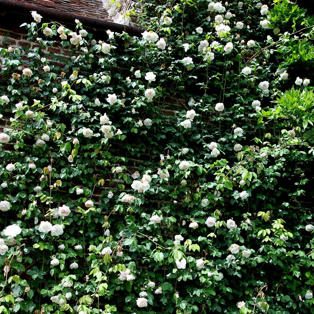 Rosa 'Madame Alfred Carrière' 5 Rosa 'Madame Alfred Carrière' - Image 5