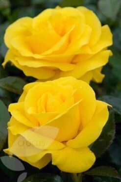 Rosa Golden Wedding ('Arokris') (PBR) -Plants Shop pl0000001207 card3 lg
