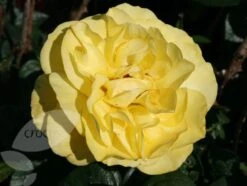 Rosa Golden Wedding ('Arokris') (PBR) -Plants Shop pl0000001207 card4 lg