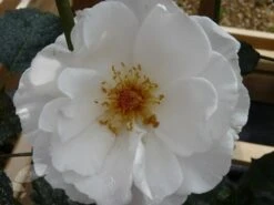 Rosa Margaret Merril ('Harkuly') 6 Rosa Margaret Merril ('Harkuly') -Plants Shop pl0000001213 card3 lg