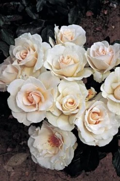 Rosa Margaret Merril ('Harkuly') 7 Rosa Margaret Merril ('Harkuly') -Plants Shop pl0000001213 card4 lg