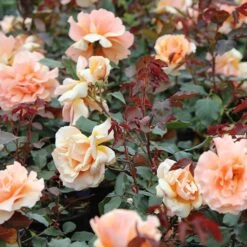 Rosa 'Just Joey' 5 Rosa 'Just Joey' -Plants Shop pl0000001234 card3 lg