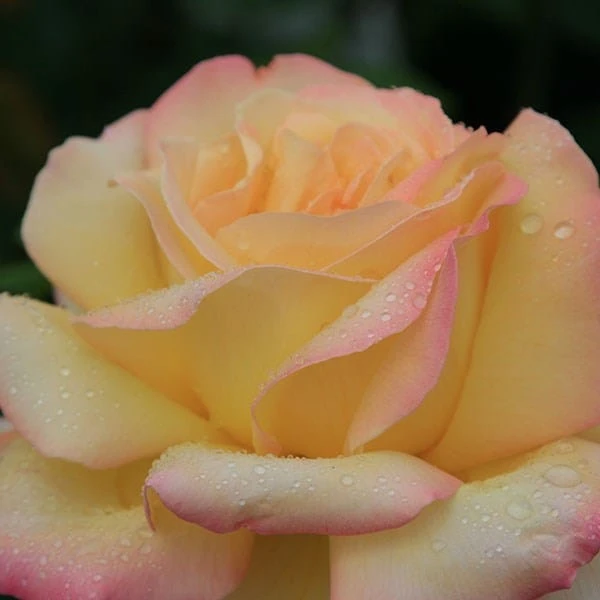 Rosa Peace ('Madame A. Meilland') 2 Rosa Peace ('Madame A. Meilland') - Image 2