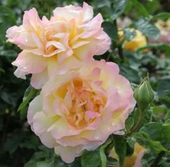 Rosa Peace ('Madame A. Meilland') 5 Rosa Peace ('Madame A. Meilland') -Plants Shop pl0000001240 card3 lg