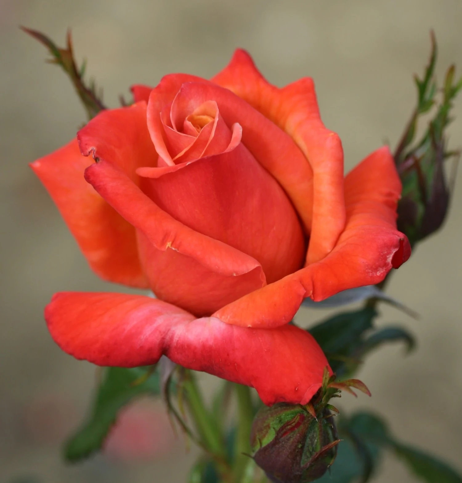 Rosa Remember Me ('Cocdestin') (PBR) 2 Rosa Remember Me ('Cocdestin') (PBR) - Image 2