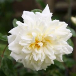 Rosa 'Albéric Barbier'