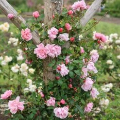 Rosa 'Albertine' 6 Rosa 'Albertine' -Plants Shop pl0000001273 card3 lg